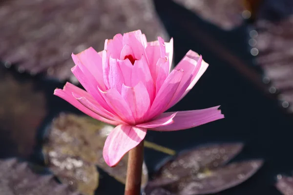 Pink Lotus Flower Pond — Stock Photo, Image