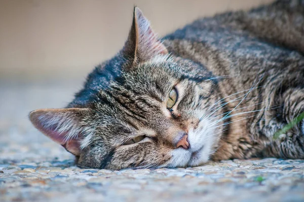 Кіт Лежить Підлозі — стокове фото