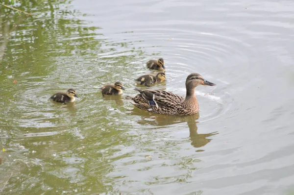 Enten Auf Dem See Vor Naturkulisse — Stockfoto