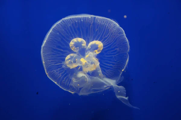 水族馆里的水母 — 图库照片