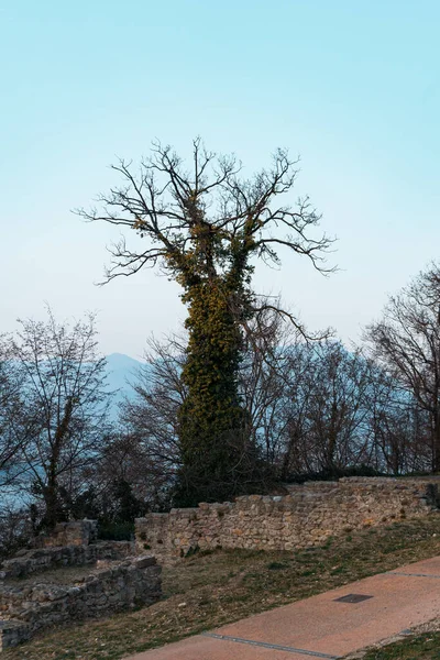 Vieux Mur Pierre Dans Parc — Photo