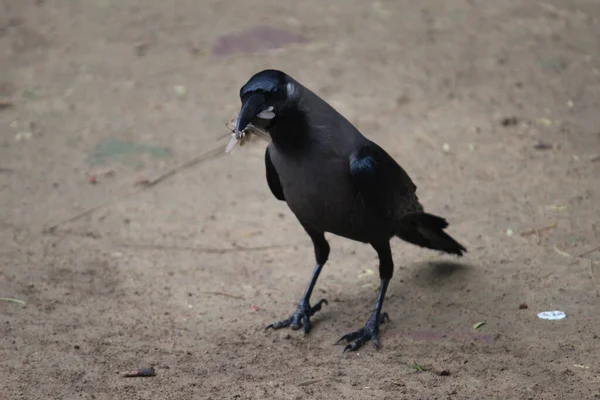 Schwarze Krähe Auf Dem Boden — Stockfoto