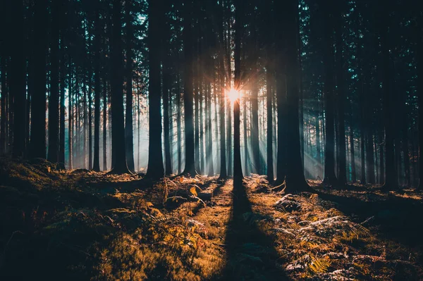 Vakker Solnedgang Skogen – stockfoto