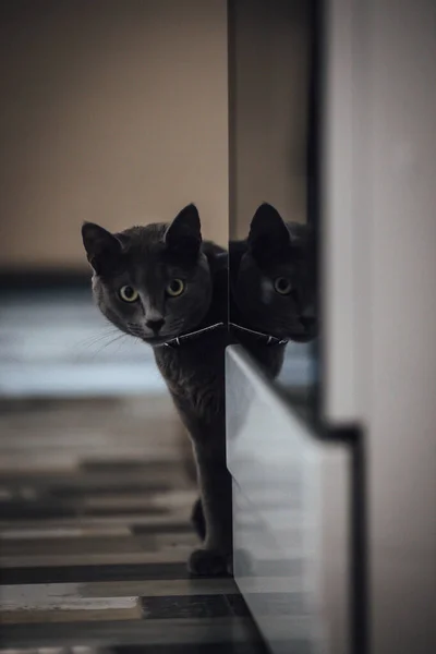 Gato Blanco Negro — Foto de Stock