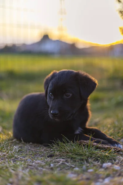 Czarny Opalony Pies Siedzi Trawie Zbliżenie — Zdjęcie stockowe