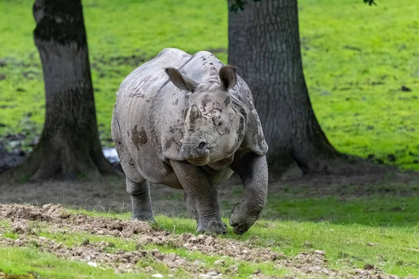 Closeup Shot Rhino Park — стоковое фото