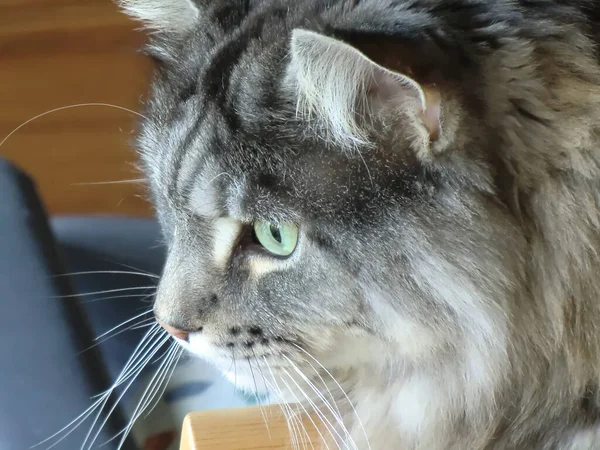 Кошка Большими Глазами — стоковое фото