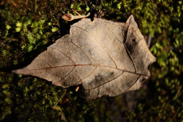 Close Leaf Tree — стоковое фото
