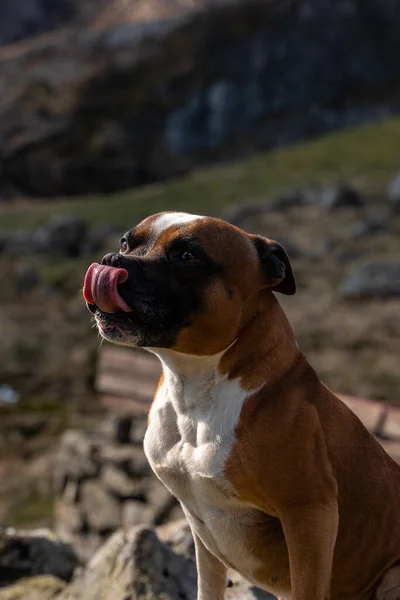 Σκύλος Στα Βουνά — Φωτογραφία Αρχείου