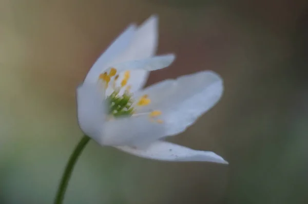 Yeşil Arkaplanı Olan Güzel Beyaz Çiçek — Stok fotoğraf
