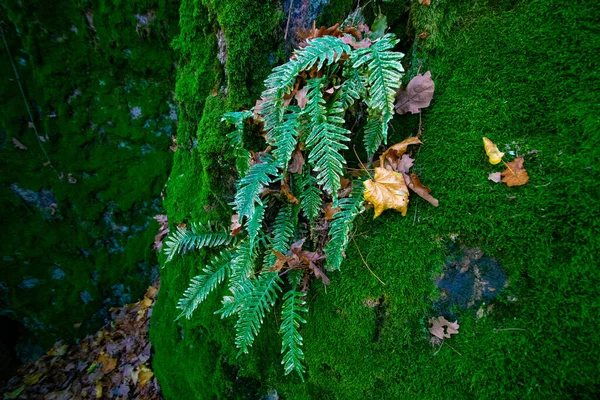 Musgo Verde Árvore — Fotografia de Stock