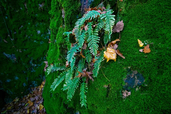 Mousse Verte Sur Arbre — Photo