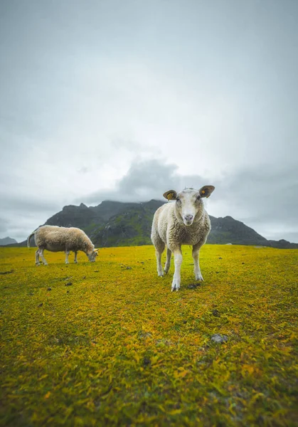 Schafe Den Bergen — Stockfoto