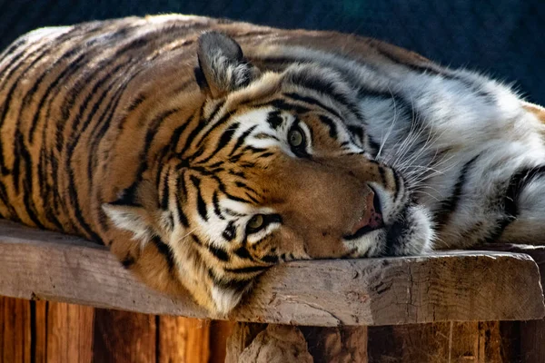 Tigre Dans Zoo — Photo