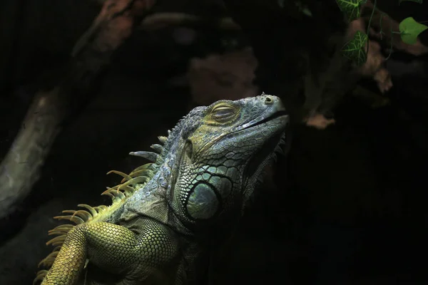 Zbliżenie Zielonej Iguany — Zdjęcie stockowe