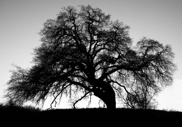 Σιλουέτα Δέντρου Στο Πάρκο — Φωτογραφία Αρχείου