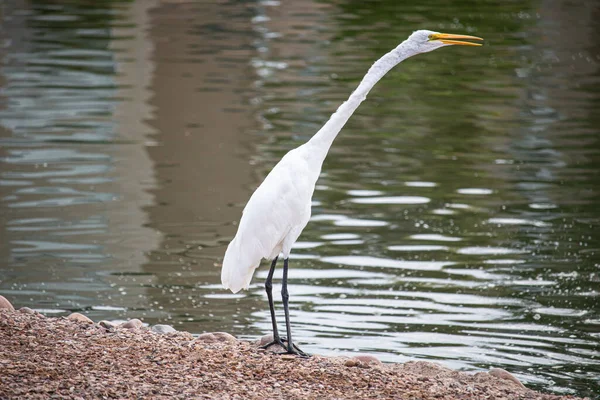 Λευκό Egret Στο Νερό — Φωτογραφία Αρχείου