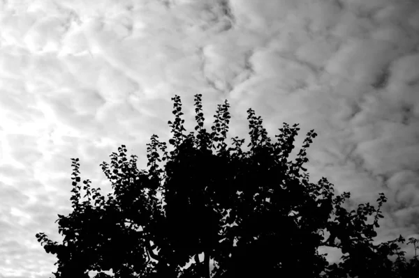 Foto Blanco Negro Árbol Con Cielo Azul —  Fotos de Stock