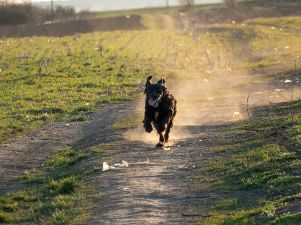 Perro Corriendo Camino — Foto de Stock