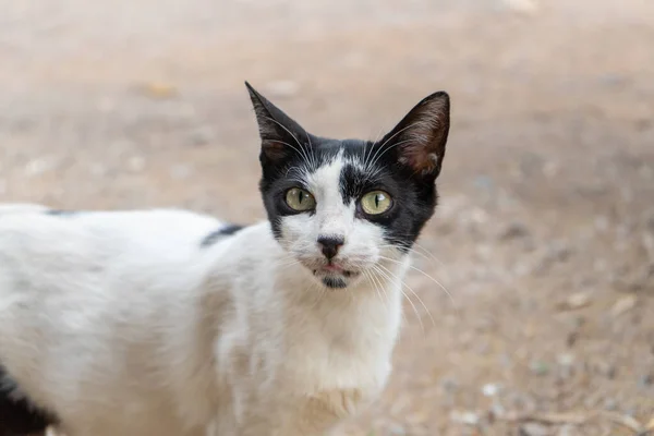 一只可爱的猫的肖像 — 图库照片