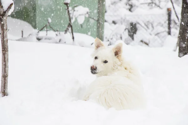 Beyaz Samoed Köpek Karda — Stok fotoğraf