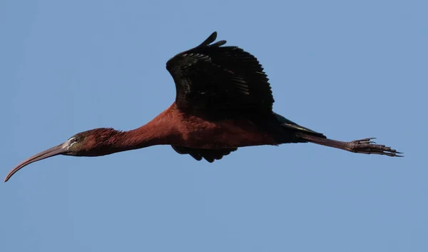 Águila Cabeza Negra Volando Cielo — Foto de Stock