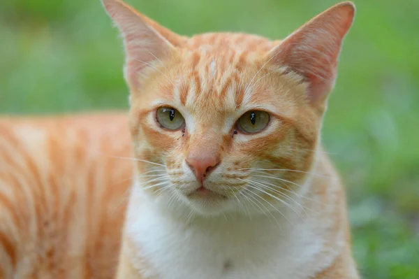 Gato Vermelho Com Olhos Amarelos — Fotografia de Stock