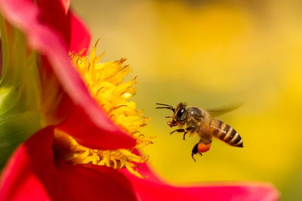 Méhecske Virágon — Stock Fotó