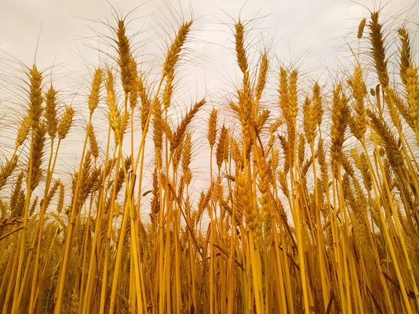 コムギ畑ライ麦の穂農業収穫自然夏収穫 — ストック写真