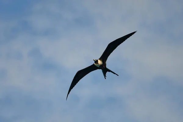 Hermoso Pájaro Volando Cielo — Foto de Stock
