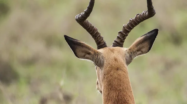 Een Close Shot Van Een Hert Een Bos — Stockfoto