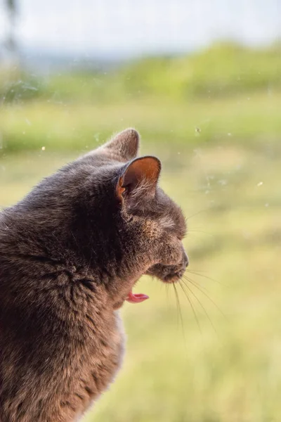 Katt Gatan — Stockfoto