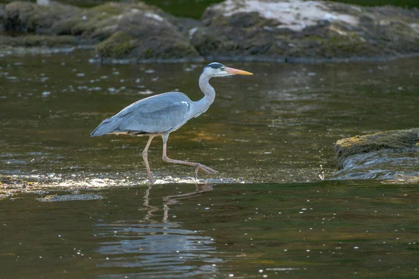 Een Close Shot Van Een Witte Pelikaan Een Meer — Stockfoto