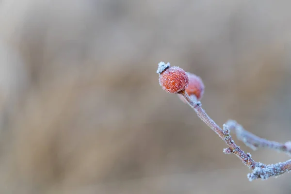 Rama Congelada Árbol Nieve —  Fotos de Stock