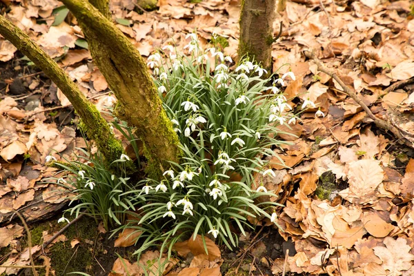 Mooie Bloemen Het Bos — Stockfoto