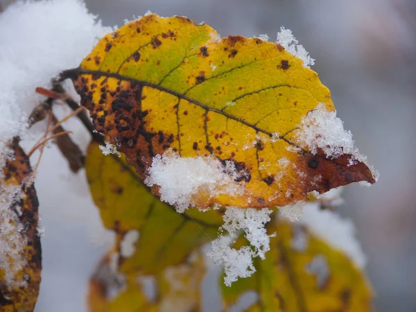 Podzimní Listy Podzimní Flóra — Stock fotografie