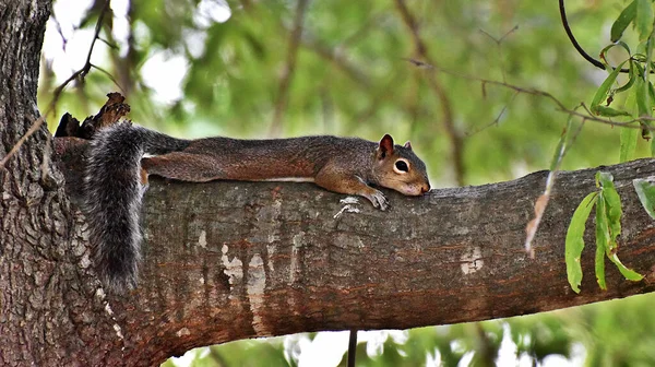 Squirrel Tree — Stock Photo, Image