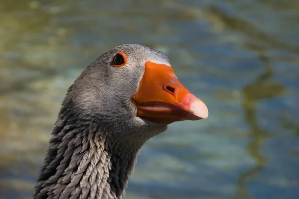 Retrato Belo Pato — Fotografia de Stock