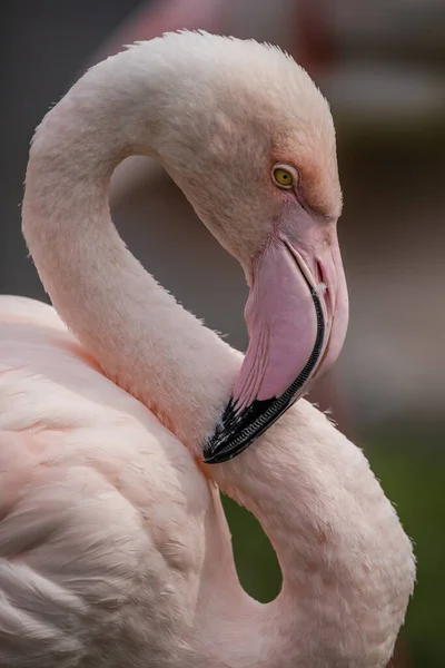 Schilderachtig Uitzicht Prachtige Vogel Natuur — Stockfoto