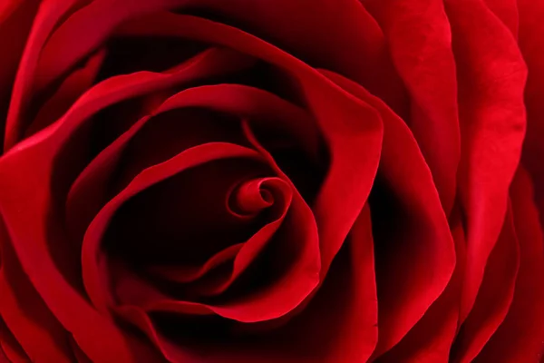 Pétales Rose Rouge Gros Plan — Photo