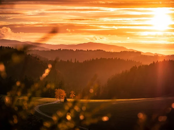 Piękny Zachód Słońca Nad Lasem — Zdjęcie stockowe