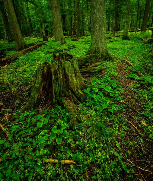 Floresta Verde Floresta — Fotografia de Stock