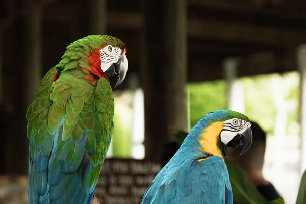 Parkta Güzel Papağan — Stok fotoğraf