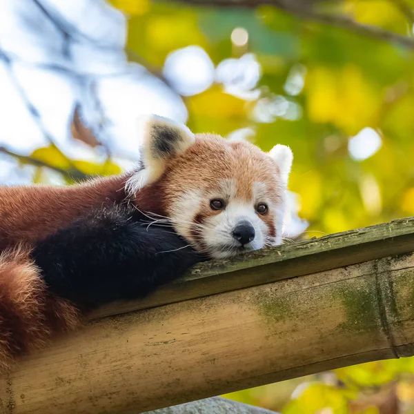 Czerwona Panda Lesie — Zdjęcie stockowe