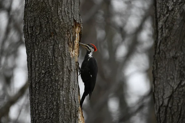 Closeup Woodpecker Sitting Tree — Stock Photo, Image