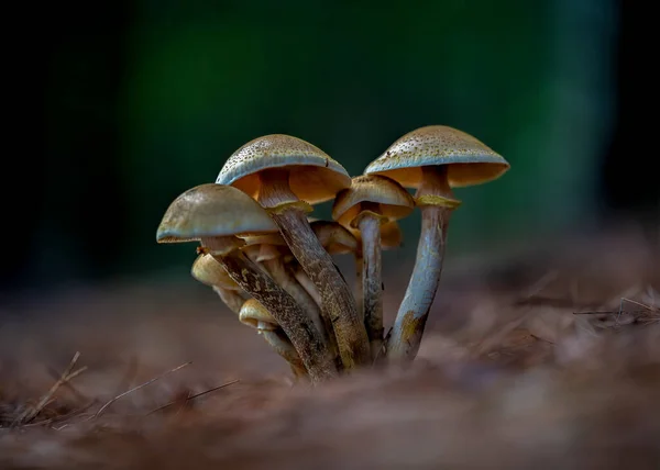 아름다운 버섯을 클로즈업으로 — 스톡 사진