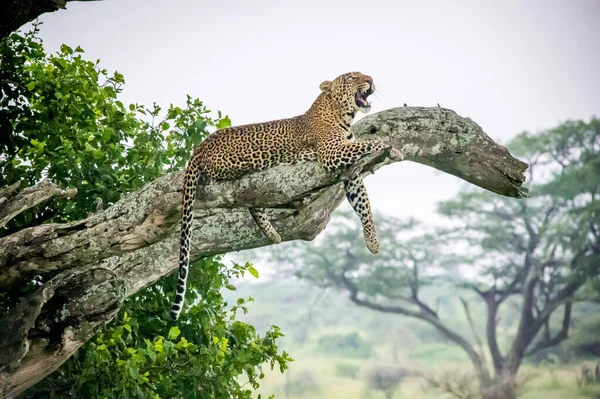 Cheetah Savana — Fotografia de Stock