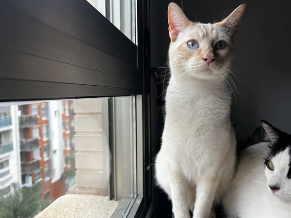 Retrato Lindo Gato —  Fotos de Stock