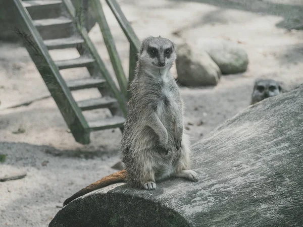 Meerkat Suricata Suricatta Suricatta 野生動物 哺乳動物 — ストック写真