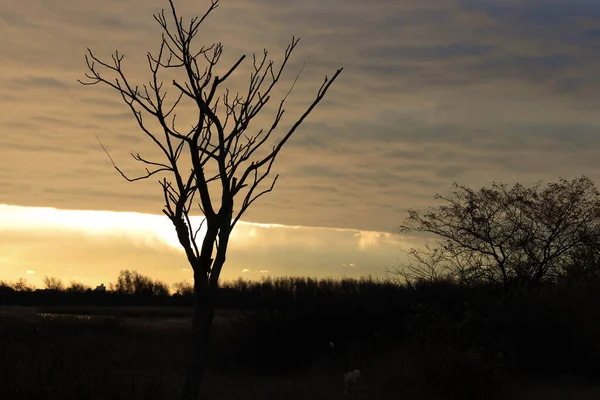 Arbre Silhouette Sur Champ Coucher Soleil — Photo